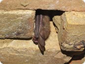 Bechsteinfledermaus c Buerger K